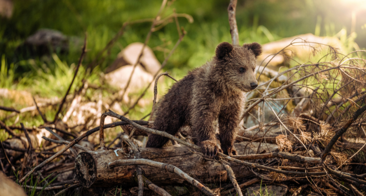 Se un orso ci ricorda il valore della libertà